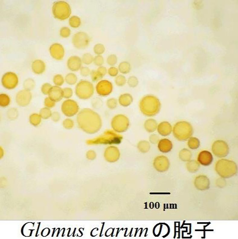 Glomus clarum の胞子